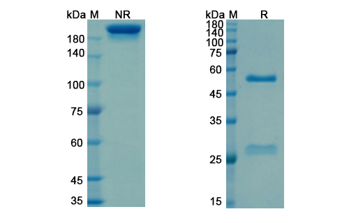 Sevirumab (HCMV) Antibody, Monoclonal