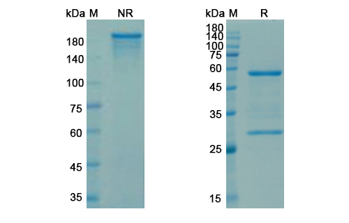 Sibrotuzumab (FAP) Antibody, Monoclonal