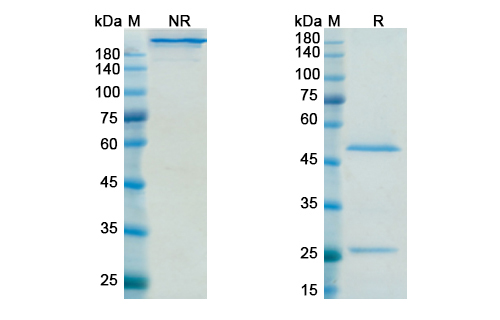 Sifalimumab (IFNA1) Antibody, Monoclonal