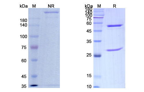Sontuzumab (MUC1/CD227) Antibody, Monoclonal