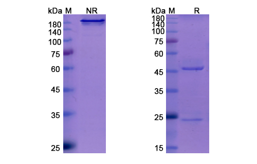 Sotrovimab (VIR-7831/GSK4182136)  Antibody, Monoclonal
