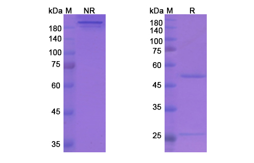 Stamulumab (MSTN/GDF-8) Antibody, Monoclonal
