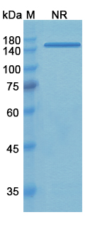 Tadocizumab (ITGA2B_ITGB3) Antibody, Monoclonal