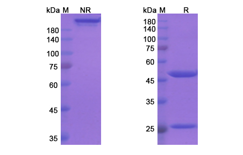 Tafolecimab (PCSK9) Antibody, Monoclonal