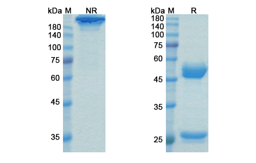 Talacotuzumab (CD123/IL3Ra) Antibody, Monoclonal