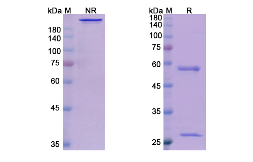Talizumab Antibody, Monoclonal