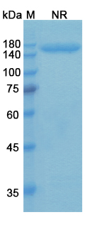 Talizumab (CD3E/GPRC5D) Antibody, Monoclonal