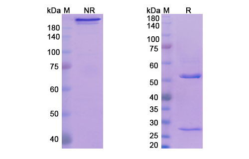 Tavolimab (TNF- SF4 receptor I) Antibody, Monoclonal