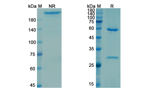 Teclistamab (MS4A1) Antibody, Monoclonal