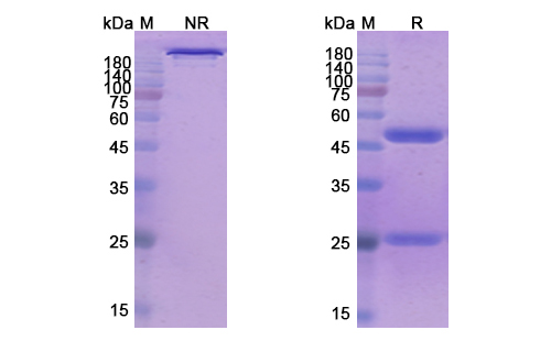 Tenatumomab (TNC/HXB) Antibody, Monoclonal