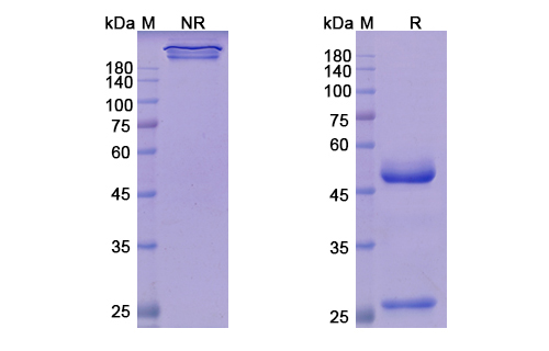 Teprotumumab (IGF1R/CD221) Antibody, Monoclonal