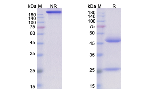 Timigutuzumab (ERBB2/EGFR2/CD340) Antibody, Monoclonal