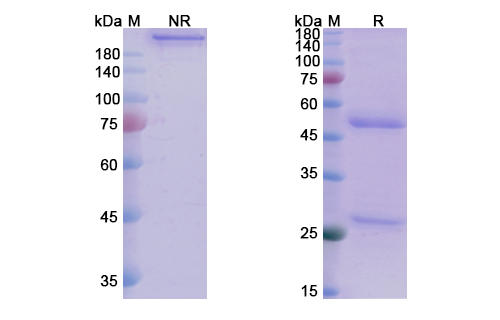 Tinurilimab (CEACAM6) Antibody, Monoclonal