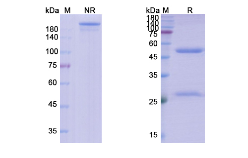 Tomaralimab (TLR2/CD282) Antibody, Monoclonal