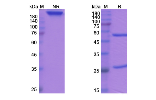 Tosatoxumab (alpha toxin) Antibody, Monoclonal