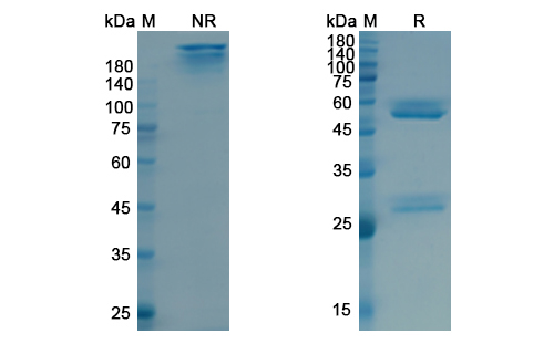 Tositumomab (MS4A1/CD20) Antibody, Monoclonal