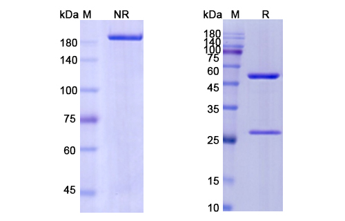 Tovetumab (PDGFRA / PDGFR2/ CD140a) Antibody, Monoclonal