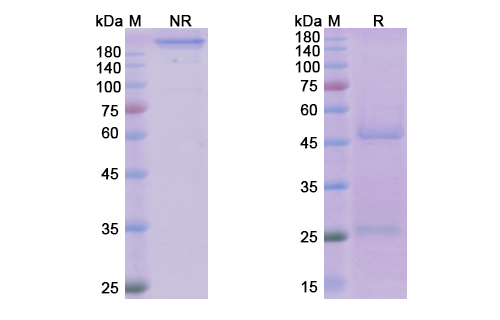 Tralokinumab (IL13) Antibody, Monoclonal