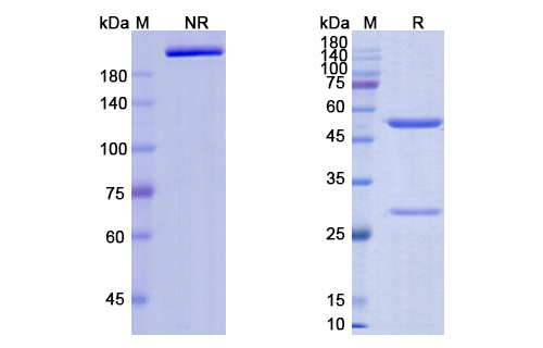 Trastuzumab Antibody, Monoclonal