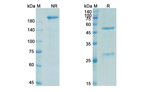 Trevogrumab (MSTN/GDF8) Antibody, Monoclonal