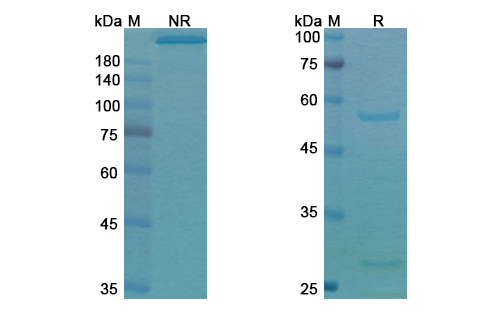 Tucotuzumab Celmoleukin (EPCAM/CD326) Antibody, Monoclonal