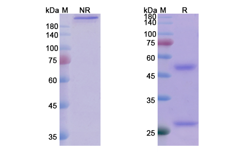 Tuvirumab (HBV) Antibody, Monoclonal
