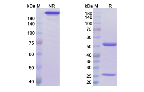 Ublituximab (MS4A1/CD20) Antibody, Monoclonal
