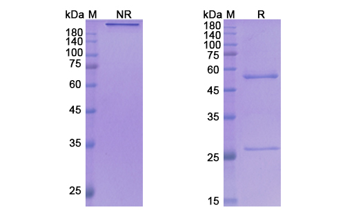Ulocuplumab (CXCR4/CD184) Antibody, Monoclonal