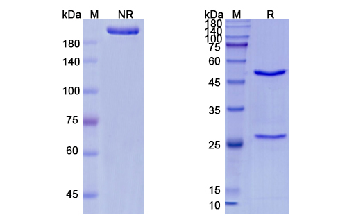 Urtoxazumab (Stx-2/SLT-II) Antibody, Monoclonal