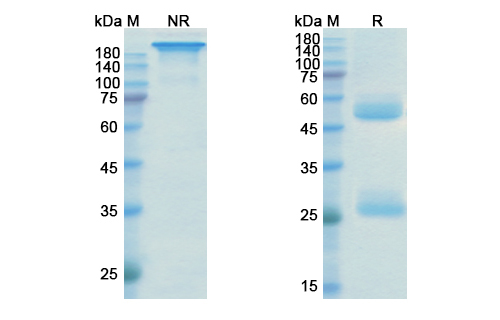 Ustekinumab (IL12B) Antibody, Monoclonal