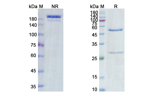Vandortuzumab Vedotin (STEAP1) Antibody, Monoclonal