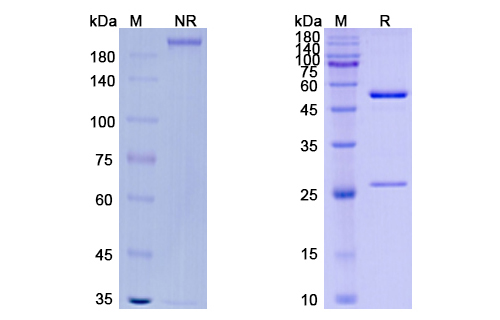 Vantictumab (FZD) Antibody, Monoclonal