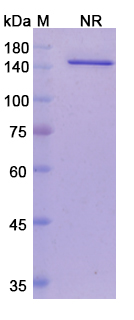 Vanucizumab (ANGPT2/VEGFA) Antibody, Monoclonal