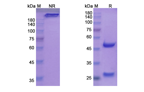 Vatelizumab (ITGA2) Antibody, Monoclonal