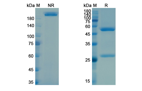 Vesencumab (NRP1/VEGF165R extracellular domain) Antibody, Monoclonal