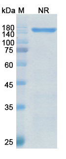 Vibecotamab (CD3 epsilon/ IL3RA) Antibody, Monoclonal