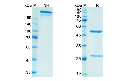 Vofatamab (FGFR3) Antibody, Monoclonal