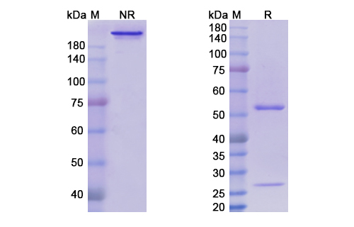 Volociximab (ITGA5/CD49e) Antibody, Monoclonal