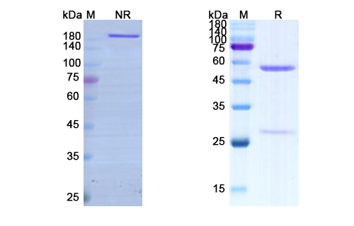 Vonlerolizumab (TNFRSF4/CD134) Antibody, Monoclonal