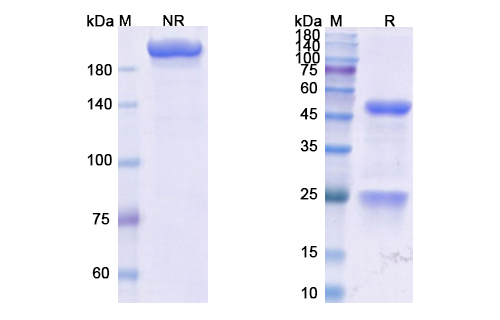 Vopratelimab (ICOS/CD278) Antibody, Monoclonal