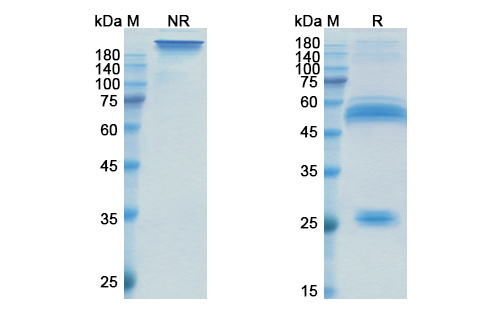 Xentuzumab (IGF1/IGF2 ) Antibody, Monoclonal