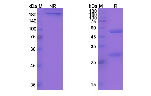Yfc51.1Mab (ITGB2/CD18) Antibody, Monoclonal