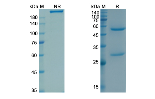 Yttrium (90Y) Tacatuzumab Tetraxetan (AFP) Antibody, Monoclonal