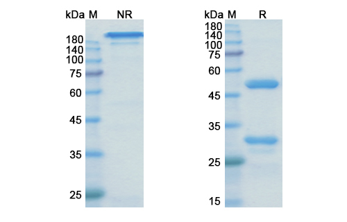 Zagotenemab (MAPT) Antibody, Monoclonal