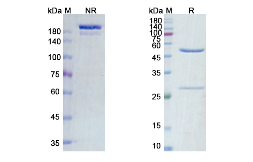 Zalutumumab (EGFR) Antibody, Monoclonal