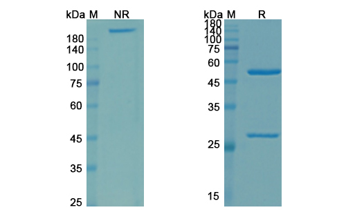 Zampilimab (TGM2) Antibody, Monoclonal