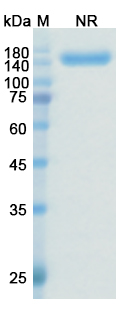 Zanidatamab (ERBB2/EGFR2/CD340) Antibody, Monoclonal