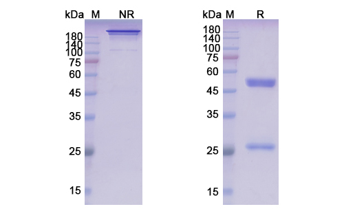 Zolbetuximab (CLDN18) Antibody, Monoclonal