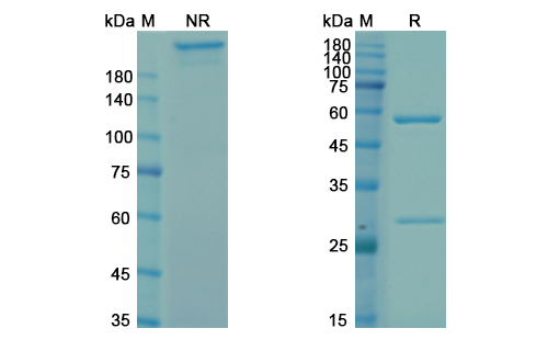 Zolimomab Aritox (CD5) Antibody, Monoclonal