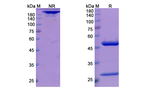cT84.66 (CEACAM5/CD66e) Antibody, Monoclonal